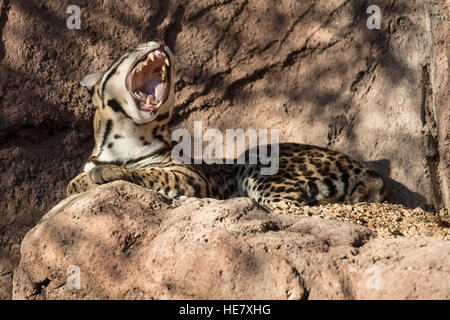 Oceleot namens Arielle an das Arizona-Sonora Desert Museum, posiert auf ihrem Felsen; Gähnen; schöne Katze Stockfoto