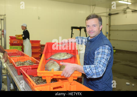 Arbeiter mit Fisch in Kiste Stockfoto