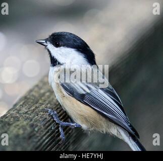 Schöne isoliert Foto eines Vogels schwarz-capped Meise Stockfoto