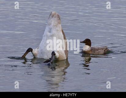 Isolierte Foto von einem Schwan Kopf und eine verrückte Ente Stockfoto