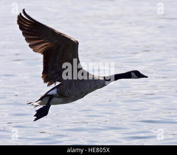 Schöne isoliert Foto einer Kanada-Gans ausziehen aus dem Wasser Stockfoto