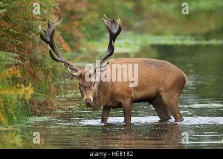 Rothirsch Cervus Elaphus Hirsch stehend im Wasser Stockfoto