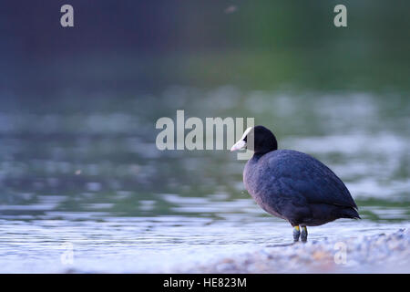 Gemeinsamen Blässhuhn (Fulica Atra) am Ammersee-Ufer. Oberbayern. Deutschland. Stockfoto