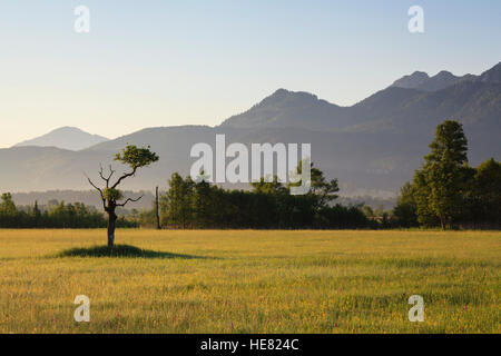 Einzelner Baum auf Murnauer Moos Marschland, mit den Alpen im Hintergrund. Murnau Profil Staffelsee Oberbayern. Deutschland. Stockfoto