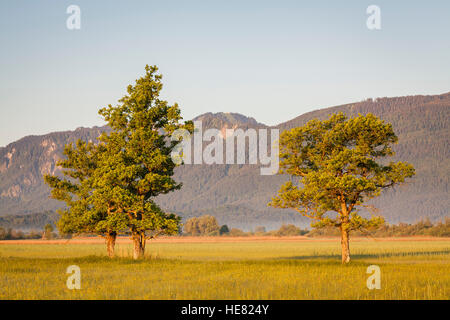 Bäume auf Murnauer Moos Marschland, mit den Alpen im Hintergrund. Murnau Profil Staffelsee Oberbayern. Deutschland. Stockfoto