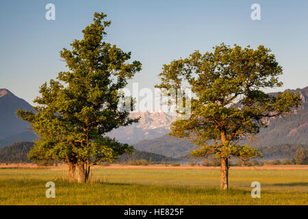 Bäume auf Murnauer Moos Marschland, mit den Alpen im Hintergrund. Murnau Profil Staffelsee Oberbayern. Deutschland. Stockfoto