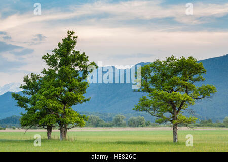 Bäume auf Murnauer Moos Marschland, mit den Alpen im Hintergrund. Murnau Profil Staffelsee Oberbayern. Deutschland. Stockfoto