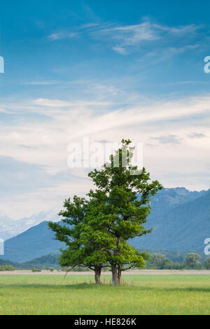 Bäume auf Murnauer Moos Marschland, mit den Alpen im Hintergrund. Murnau Profil Staffelsee Oberbayern. Deutschland. Stockfoto