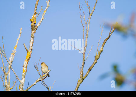 Gemeinsamen Zilpzalp (Phylloscopus Collybita) thront auf Zweig. Murnauer Moos. Murnau Profil Staffelsee Oberbayern. Deutschland. Stockfoto
