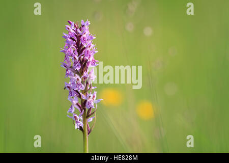 Frühe Knabenkraut (Dactylorhiza Wurzelsud). Murnauer Moos. Murnau Profil Staffelsee Oberbayern. Deutschland. Stockfoto
