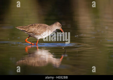 Gemeinsamen Rotschenkel (Tringa Totanus) im flachen Wasser auf Nahrungssuche. Ivars See. Provinz Lleida. Katalonien. Spanien. Stockfoto