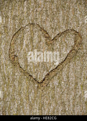 Herz im Baumstamm geschnitzt Stockfoto