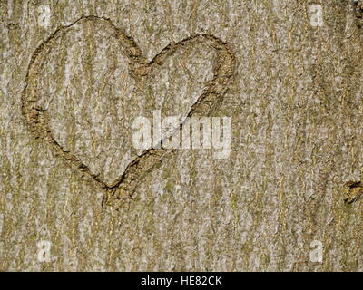 Herz im Baumstamm geschnitzt Stockfoto