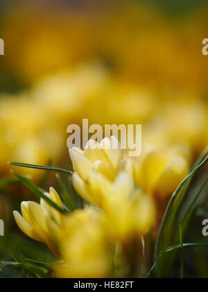 Krokus-Wiese Frühling Stockfoto