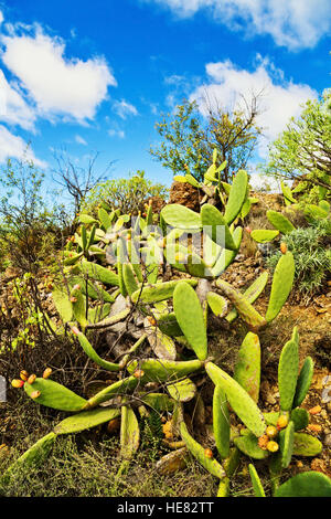 Stachelige Birne auf einem Berghang unter dem blauen Himmel. Teneriffa, Spanien Stockfoto