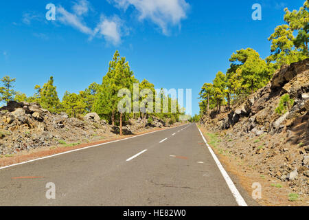 Kiefernwald im Teide-Nationalpark, Teneriffa, Kanarische Inseln, Spanien Stockfoto