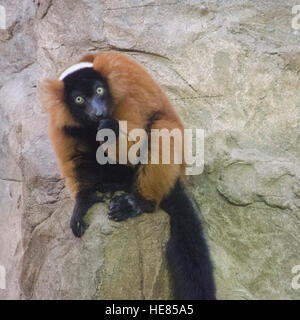 Roten Ruffed Lemuren im National Zoo in Washington, D.C. Stockfoto