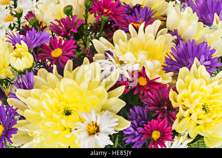 Bouquet mit Chrysanthemen und Astern auf weißem Hintergrund Nahaufnahme. Stockfoto