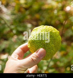 Maclura Pomifera, allgemein bekannt als der Osage Orange, Central Park, New York City, Vereinigte Staaten von Amerika. Stockfoto