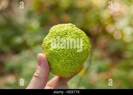 Frucht der Maclura Pomifera, allgemein bekannt als der Osage Orange, Central Park, New York City, Vereinigte Staaten von Amerika. Stockfoto