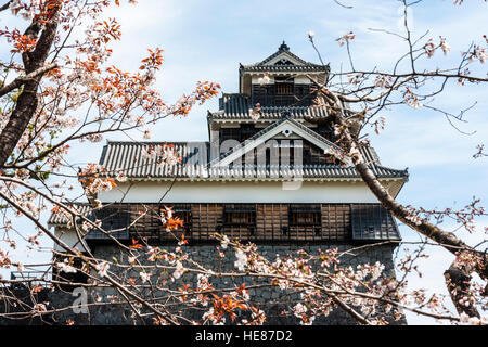 Schloss Kumamoto, Ginnan-jo. 5-stöckigen Iidamaru Gehen - kai Yagura, Revolver durch Kirschblüten gesehen vor dem Erdbeben 2016 beschädigt. Stockfoto