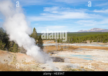 Norris-Geysir-Becken im Yellowstone National Park, USA Stockfoto