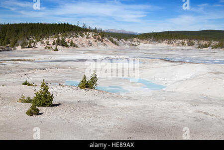 Norris-Geysir-Becken im Yellowstone National Park, USA Stockfoto