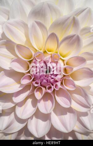 Dahlie (Dahlia SP.), Sorte Eveline, Baden-Württemberg, Deutschland Stockfoto