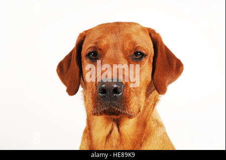 Labrador Retriever, gelb, Hund, portrait Stockfoto