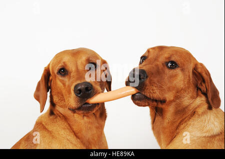 Zwei Labrador Retriever mit Wurst in Mund Stockfoto