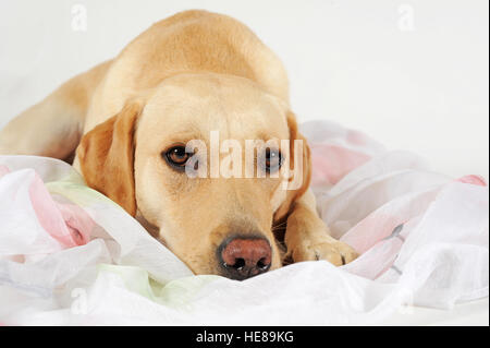 Labrador Retriever, gelb, Hund auf Handtuch liegend Stockfoto