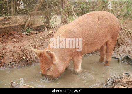 Schweine suhlen im Schlamm, Vinales, Provinz Pinar del Río, Kuba, Lateinamerika Stockfoto