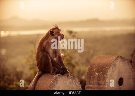 Makaken oder Tempel Affe am Tempel Dambulla, Sri Lanka Stockfoto