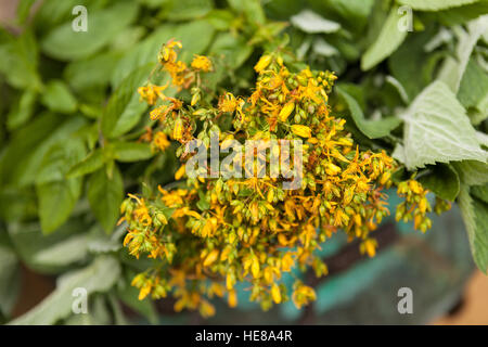 Medizinische Kräuter - Johanniskraut (Hypericum Perforatum) nur von der Wiese. Stockfoto