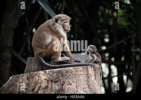 Sri Lanka: Affen im Royal Botanic Gardens, Kandis Stockfoto