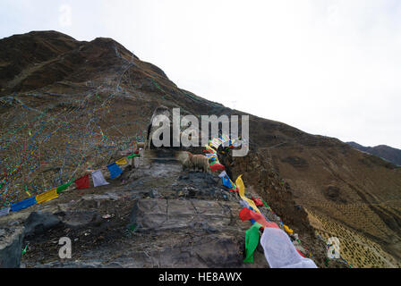 Lhasa: Schafe unter Gebetsfahnen auf Berg Bumpo Ri, Tibet, China Stockfoto