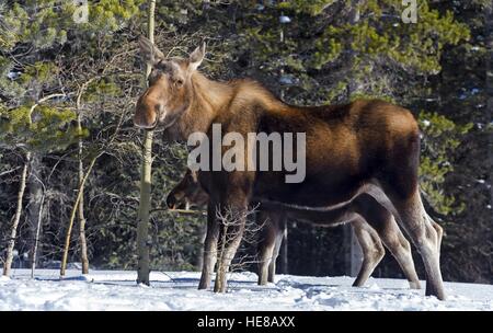 Mama Elch (Alces alces) und Kalb nach Essen suchen nach frühen Schneefall in Kananaskis Land in der Nähe von Banff Nationalpark Rocky Mountains Alberta Kanada Stockfoto