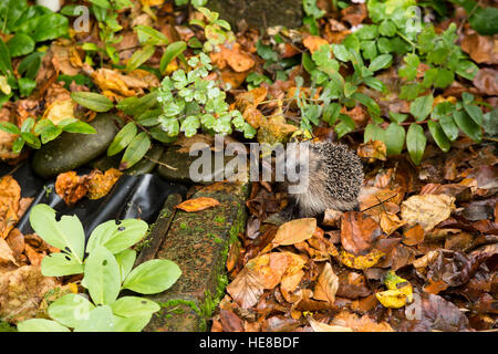 junge juvenile Igel im Herbst Laub Stockfoto