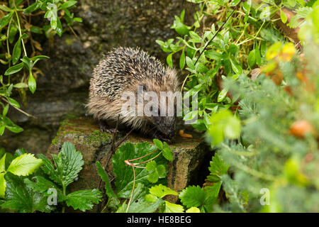 junge juvenile Igel im Unterholz Stockfoto