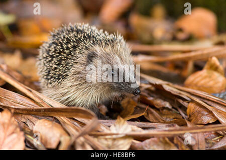 junge juvenile Igel im Herbst Laub Stockfoto