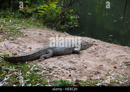 Großes Exemplar von Madagaskar Krokodil Crocodylus Niloticus Madagascariensis, Madagaskar Vakona Private Reserve. Magagascar Natur und Wildnis Stockfoto