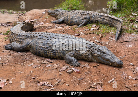 Großes Exemplar von Madagaskar Krokodil Crocodylus Niloticus Madagascariensis, Madagaskar Vakona Private Reserve. Magagascar Natur und Wildnis Stockfoto