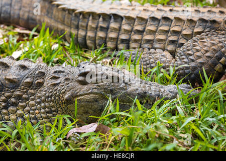 Großes Exemplar von Madagaskar Krokodil Crocodylus Niloticus Madagascariensis, Madagaskar Vakona Private Reserve. Magagascar Natur und Wildnis Stockfoto