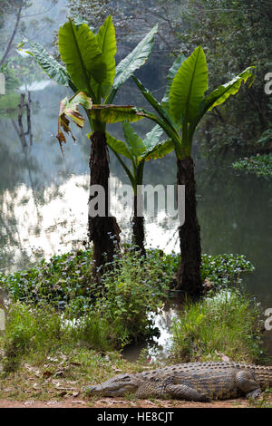 Großes Exemplar von Madagaskar Krokodil Crocodylus Niloticus Madagascariensis, Madagaskar Vakona Private Reserve. Magagascar Natur und Wildnis Stockfoto