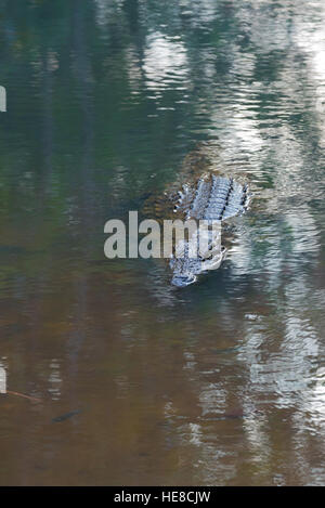 Großes Exemplar von Madagaskar Krokodil Crocodylus Niloticus Madagascariensis, Madagaskar Vakona Private Reserve. Magagascar Natur und Wildnis Stockfoto