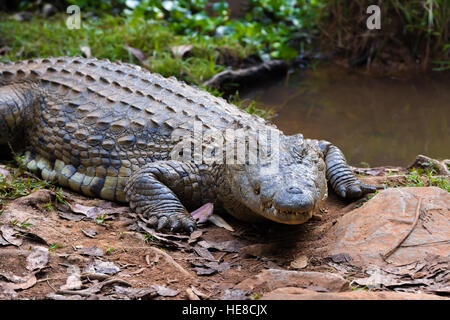 Großes Exemplar von Madagaskar Krokodil Crocodylus Niloticus Madagascariensis, Madagaskar Vakona Private Reserve. Magagascar Natur und Wildnis Stockfoto