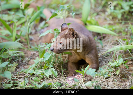 Fossa (Cryptoprocta Ferox), wie eine Katze, fleischfressende Säugetier endemisch in Madagaskar, Fossa ist größte Raubtier für Lemuren. Andasibe, Vakona Private Reserv Stockfoto