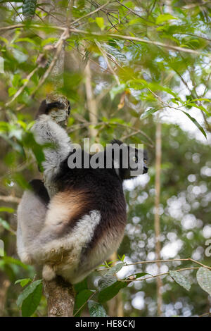Schwarz / weiß Lemur Indri (Indri Indri), genannt der Babakoto gehängt auf Baum in seinem natürlichen Lebensraum. Indri ist größte lebende Lemur. Andasibe - Anala Stockfoto
