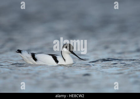 Pied Avocet / Saebelschnaebler (Recurvirostra Avosetta), Schwimmen / ruhen auf dem offenen Wasser typische Wader Vogel im Wattenmeer. Stockfoto