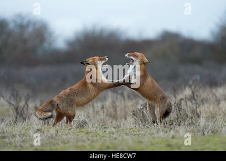 Rotfüchse (Vulpes Vulpes) in Kampf, Kampf, auf den Hinterbeinen stehend, mit weit geöffneten Rachen, während der Brunftzeit drohen. Stockfoto